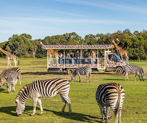 Explore the best of Geelong - Adventure Park