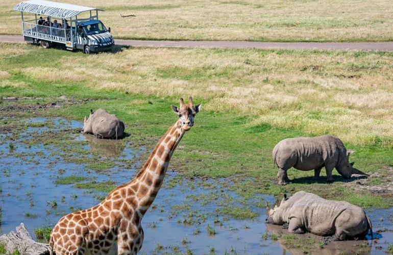 Geelong - Werribee Open Range Zoo